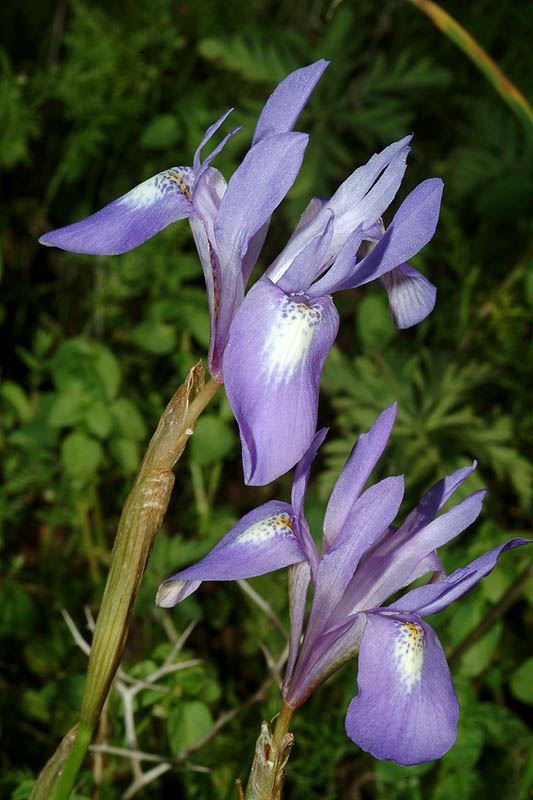 Moraea sisyrinchium