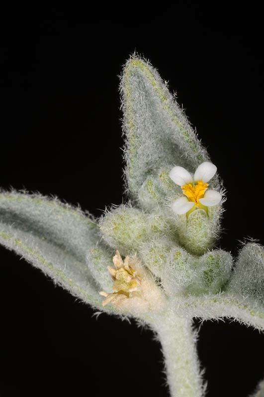 Morettia parviflora