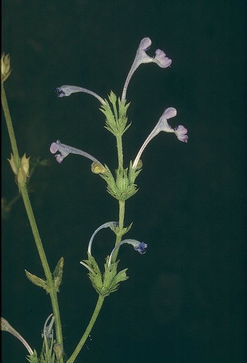 Nepeta glomerata