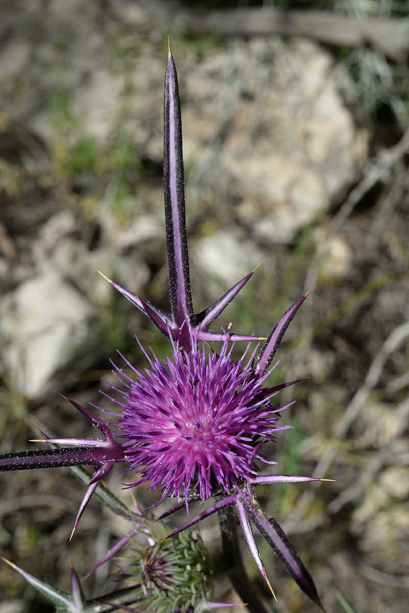 Notobasis syriaca