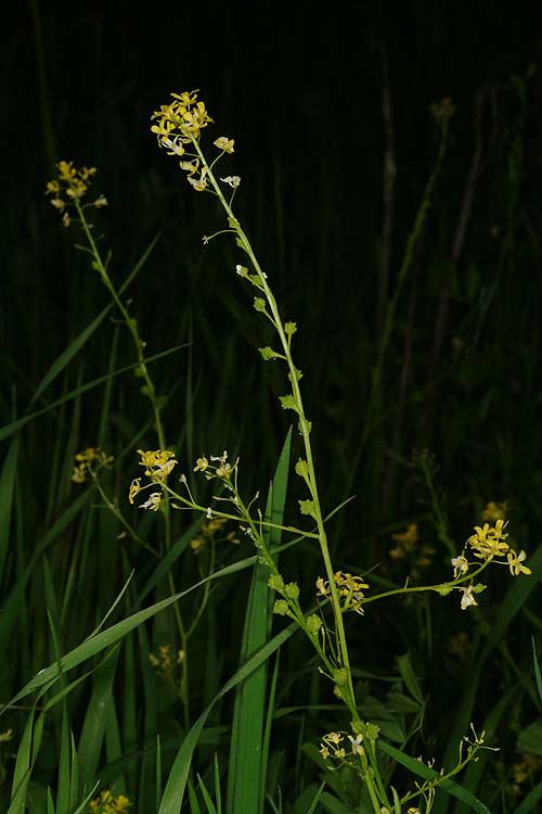Ochthodium aegyptiacum