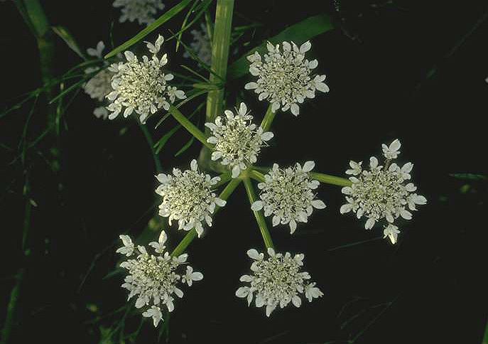 Oenanthe silaifolia