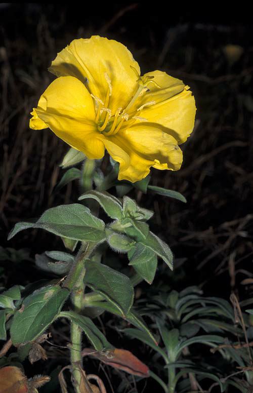 Oenothera drummondii