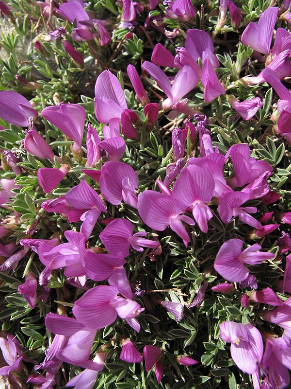 Onobrychis cornuta