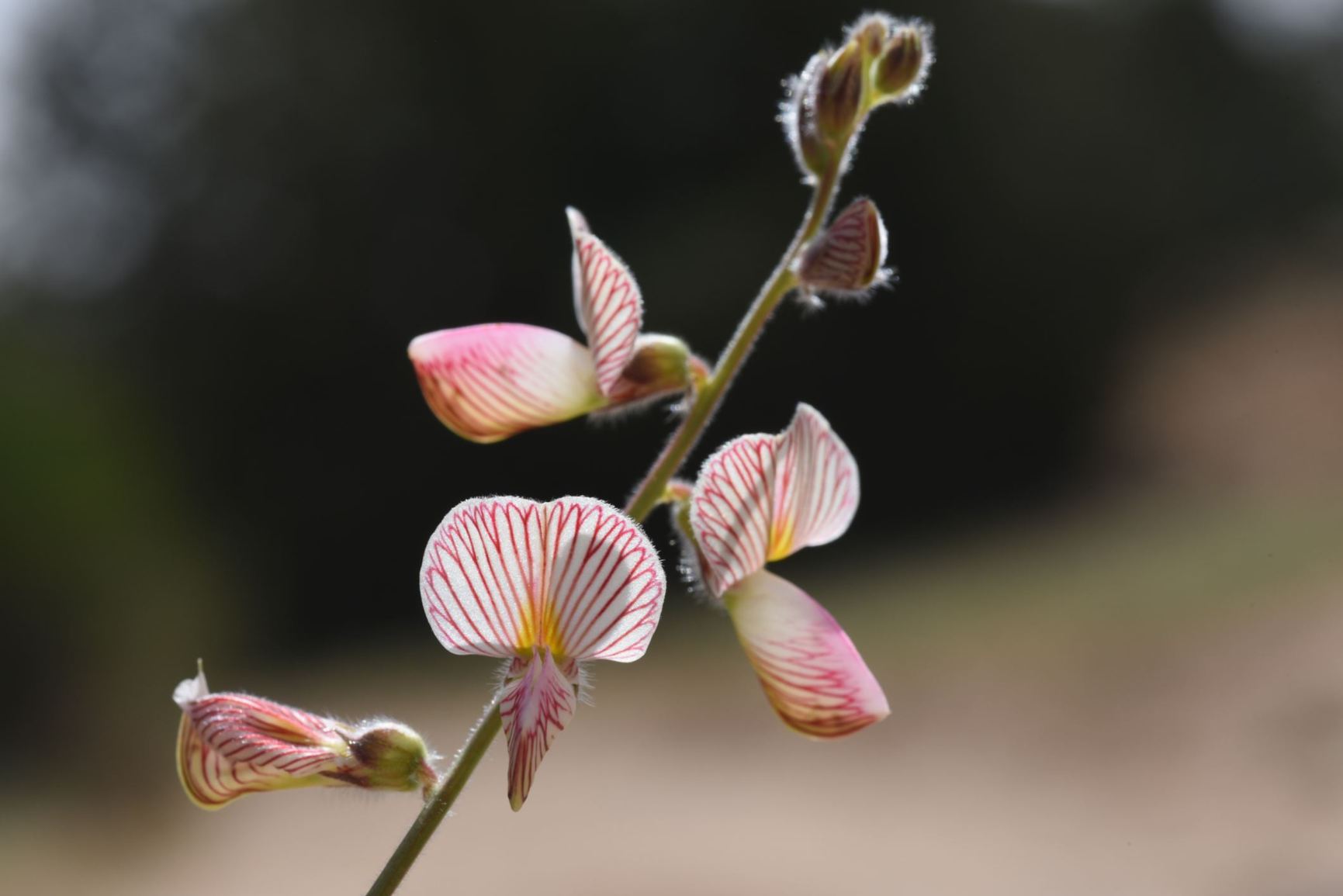 Onobrychis wettsteinii