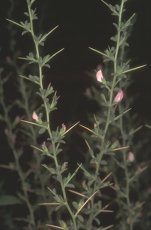 Ononis spinosa