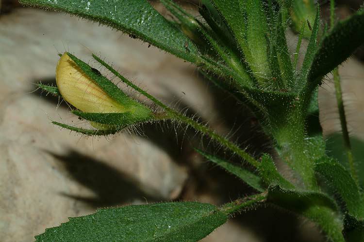 Ononis viscosa