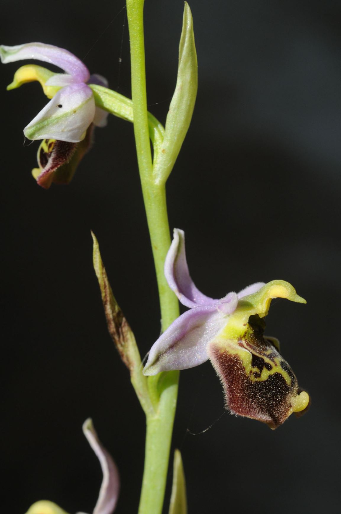 Ophrys holosericea