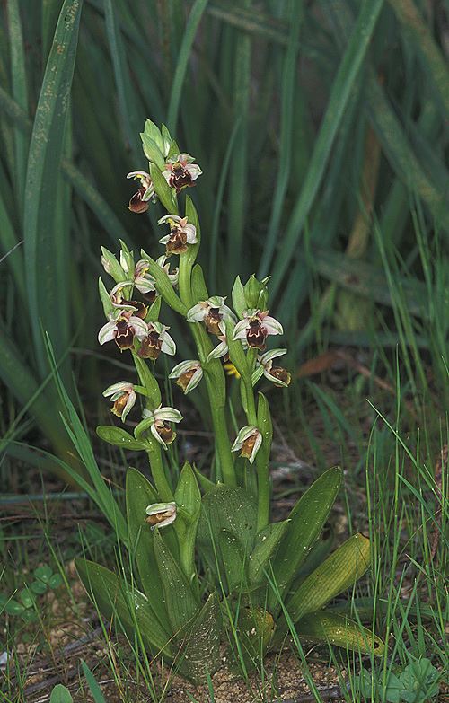 Ophrys umbilicata