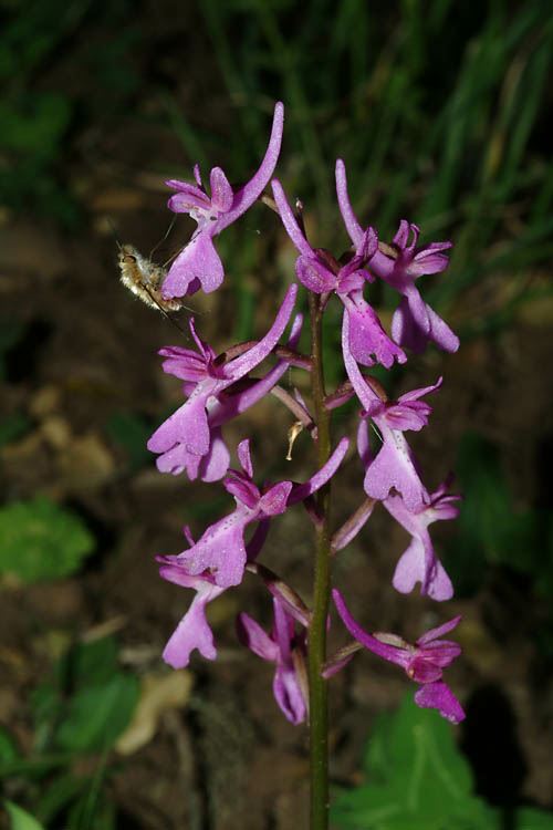 Orchis anatolica