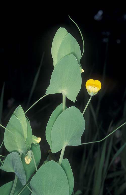 Lathyrus aphaca - Yellow Pea,Yellow Vetchling, טופח מצוי, טופח מצוי