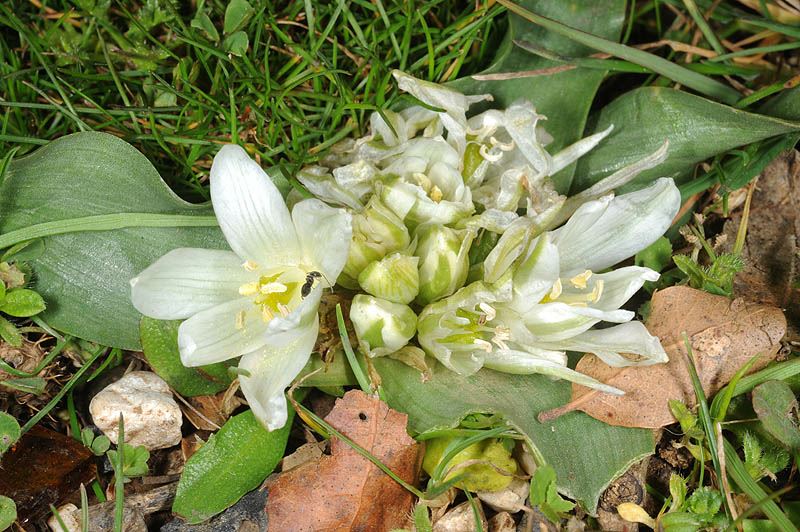 Ornithogalum lanceolatum