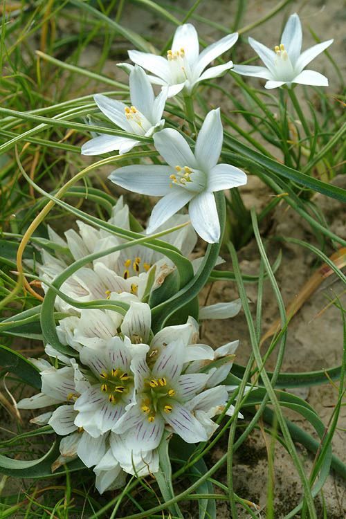 Ornithogalum trichophyllum