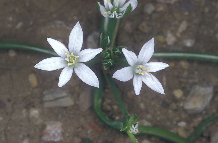 Ornithogalum umbellatum