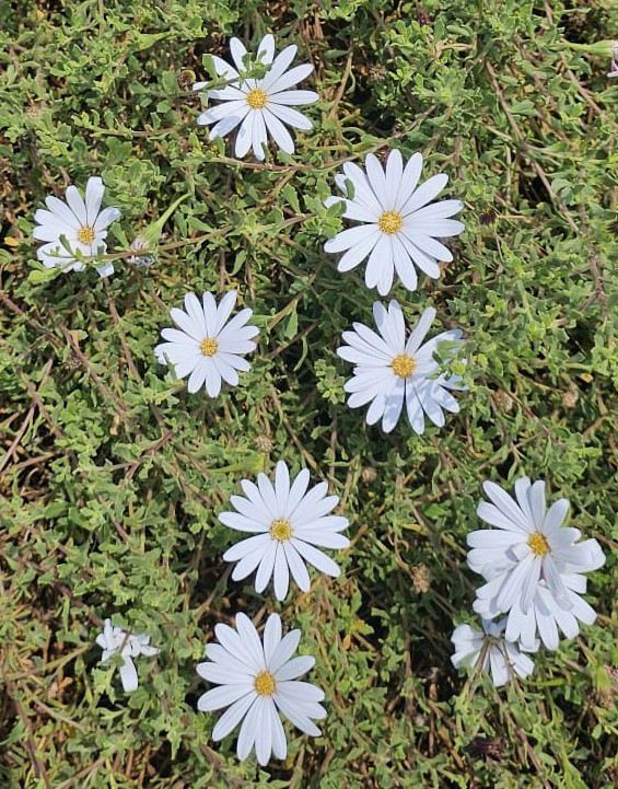 Dimorphotheca cuneata