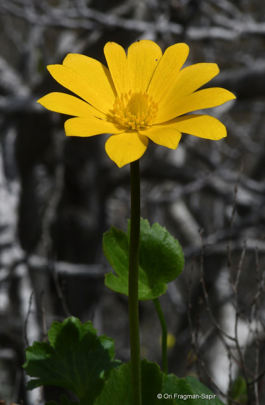 Anemone palmata