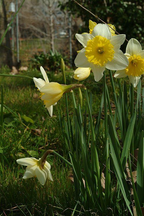 Narcissus pseudonarcissus - Wild Daffodil, Lent Lily, Tenby Daffodil, נרקיס עטור, נרקיס עטור