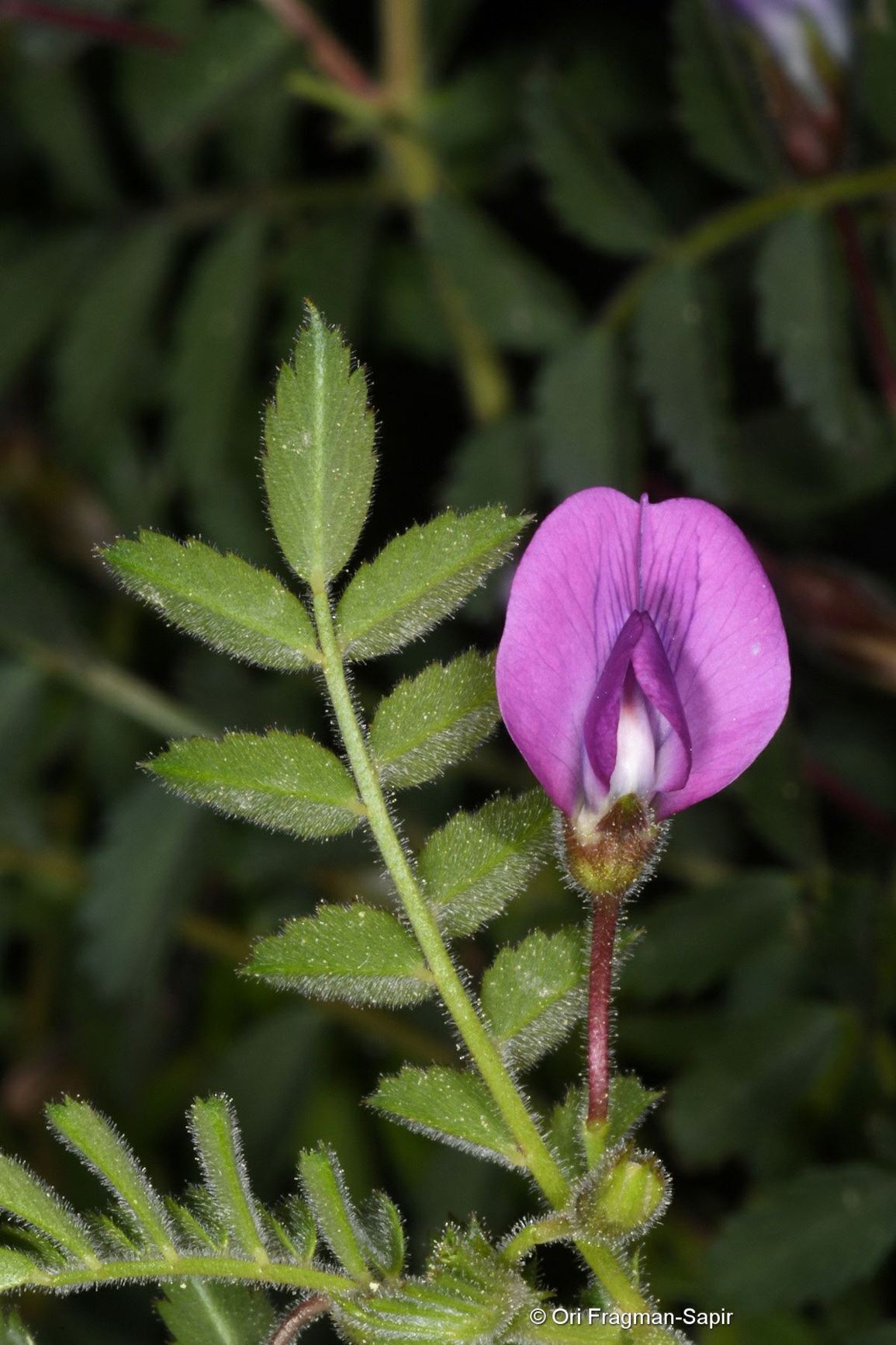 Cicer reticulatum