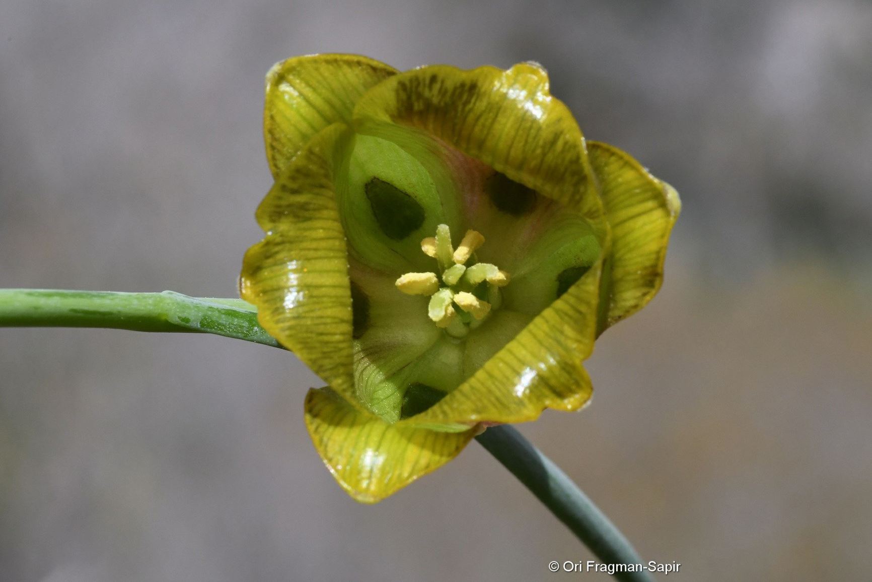 Fritillaria acmopetala