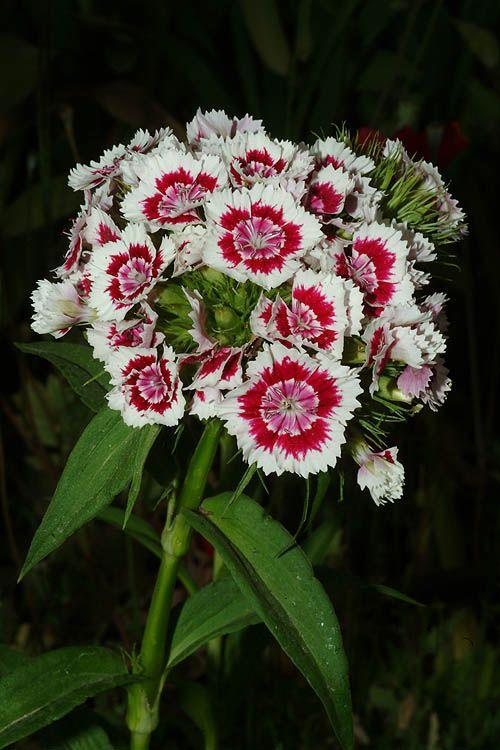 Dianthus barbatus var. nigrescens 'Sooty' - Chockolate Sweet William, ציפורן צפוף, ציפורן צפוף