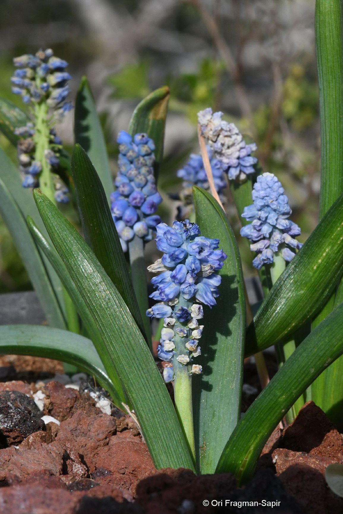 Muscari azureum