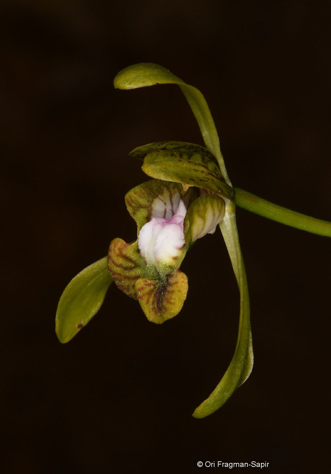 Oeceoclades calcarata