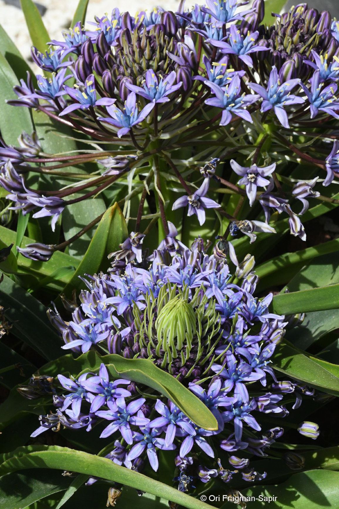 Scilla peruviana var. ifniensis - בן-חצב סוככי זן איפני