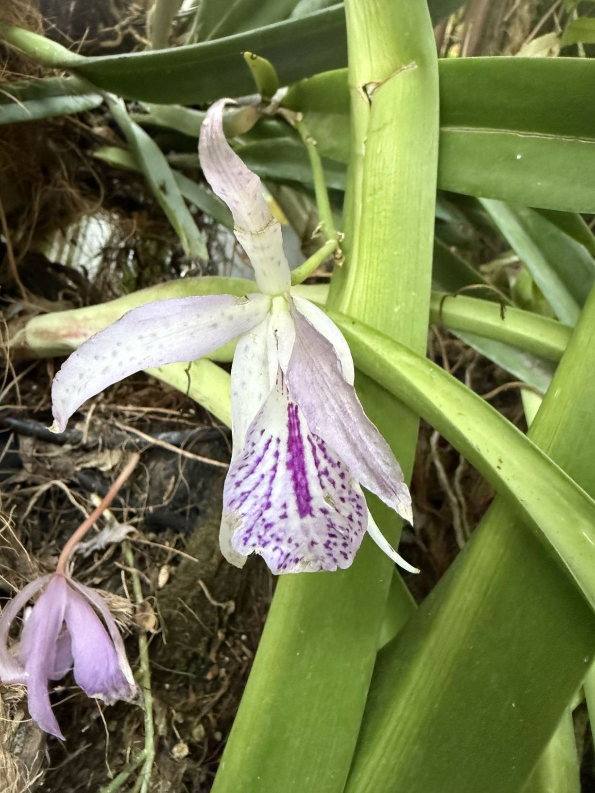 × Brassocattleya maikai