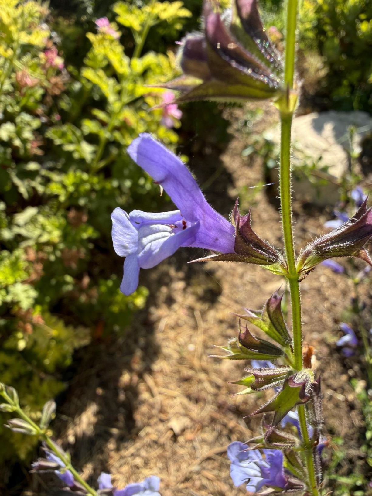 Salvia 'African Sky'