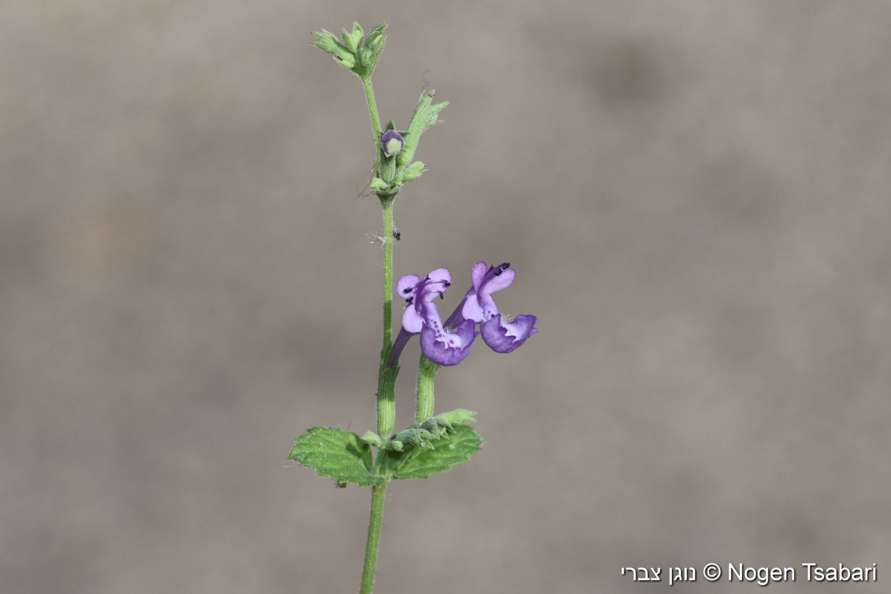 Nepeta septemcrenata