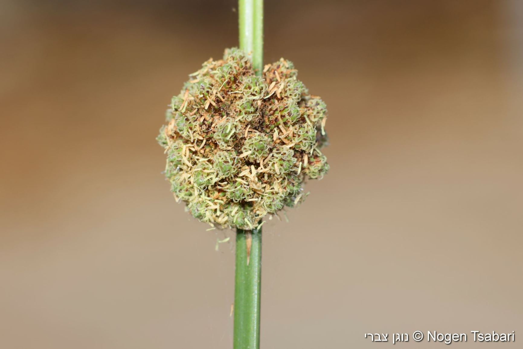 Scirpoides holoschoenus