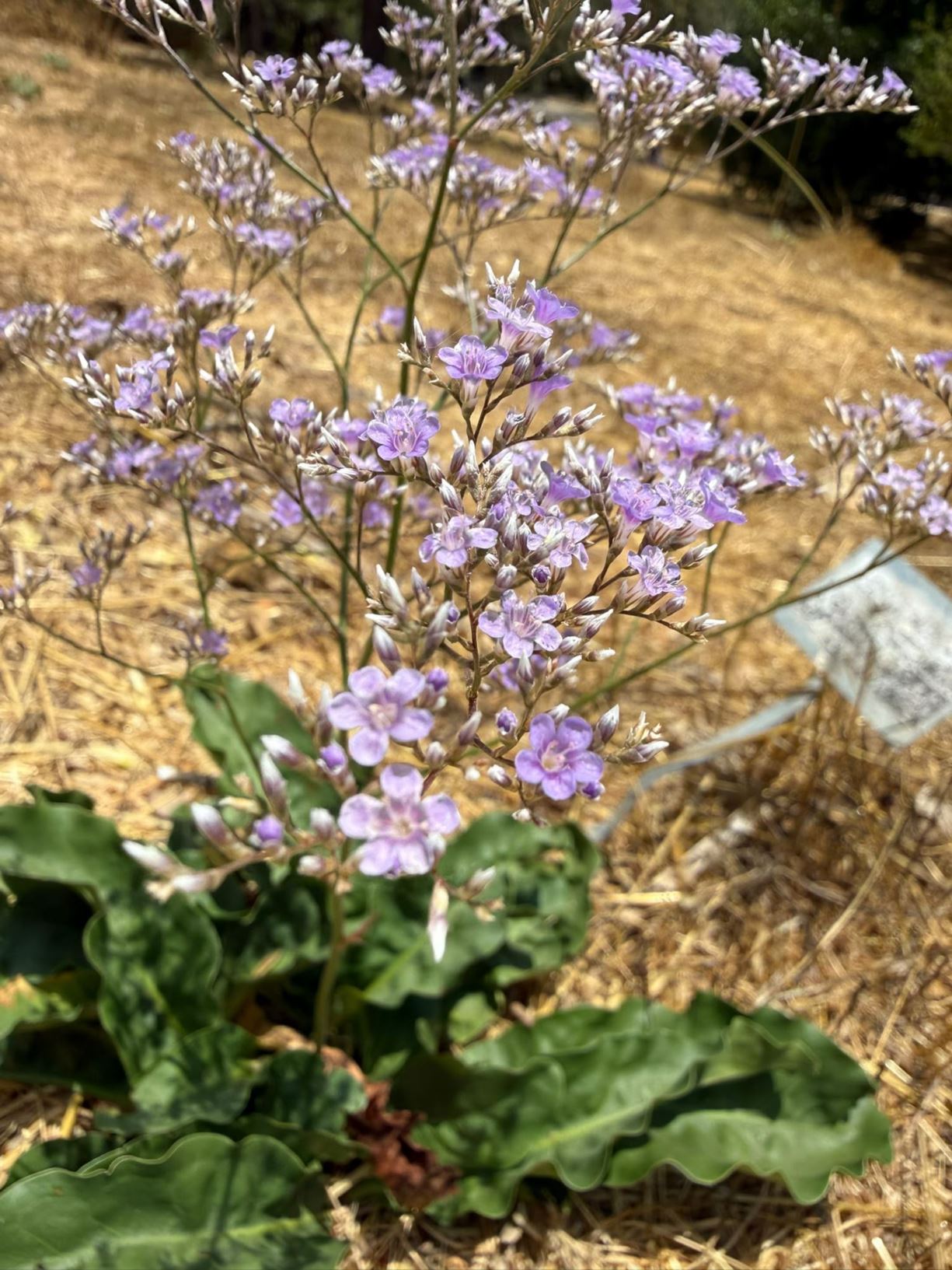 Limonium gmelinii
