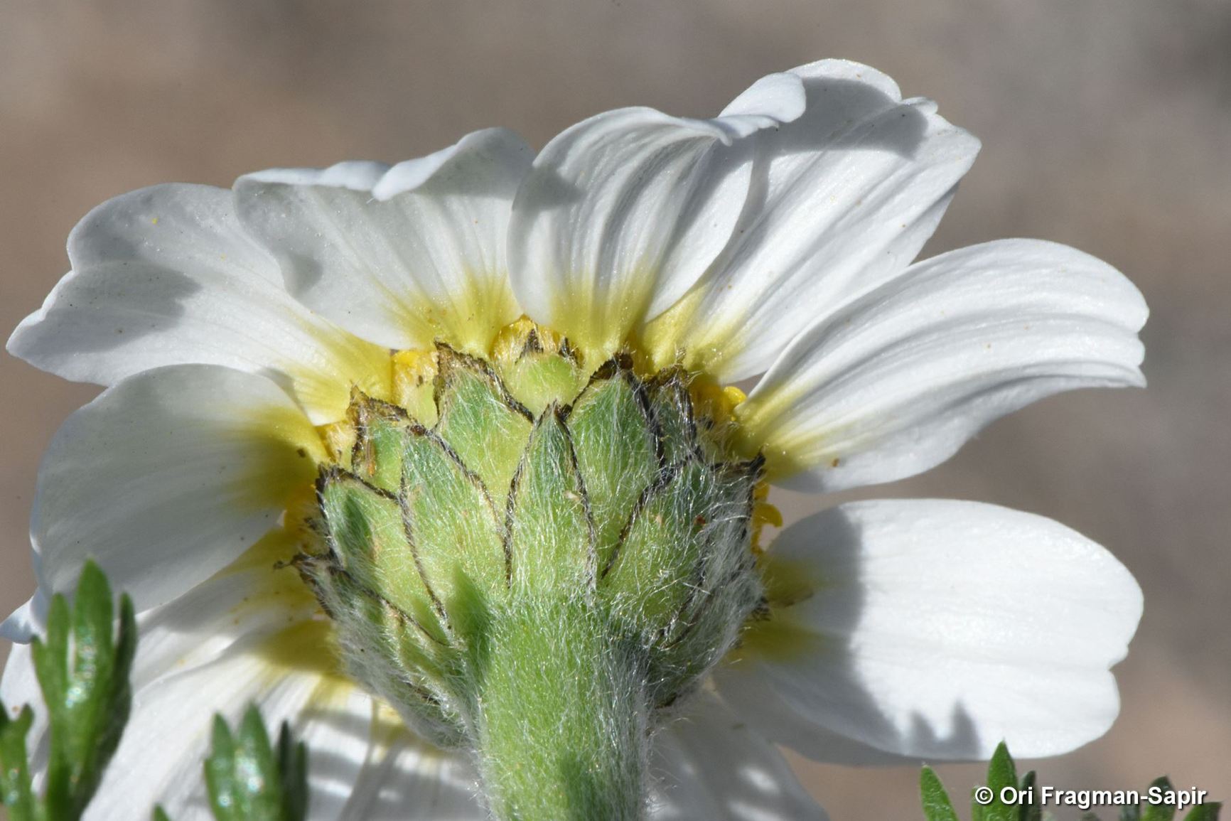 Anacyclus clavatus