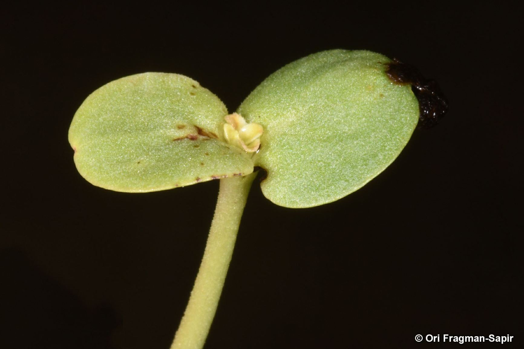 Asperula setosa