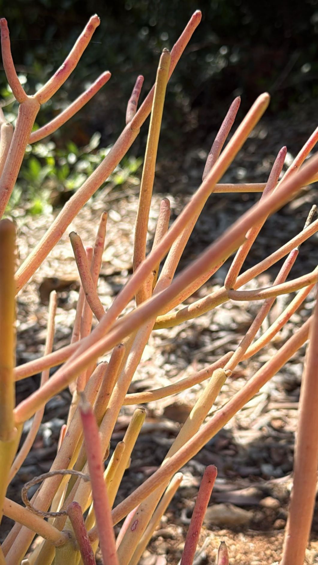 Euphorbia tirucalli 'Sticks on Fire'