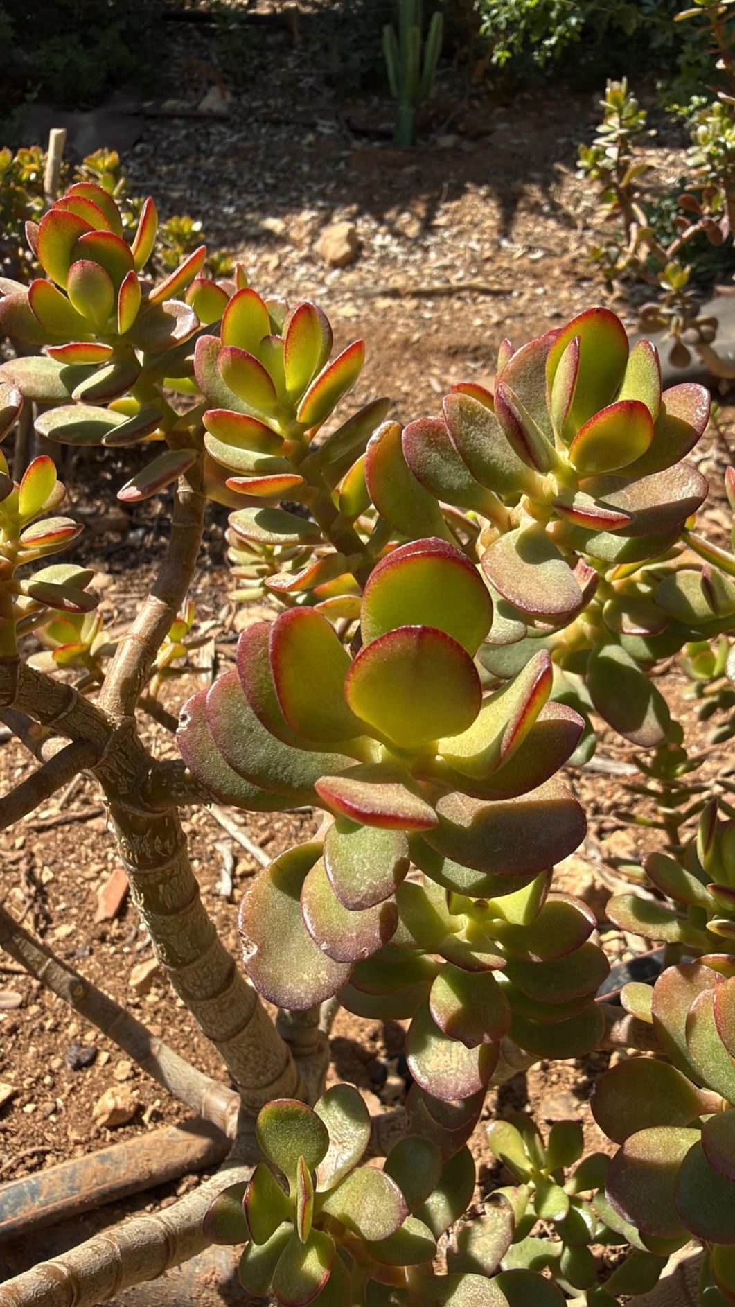 Crassula ovata