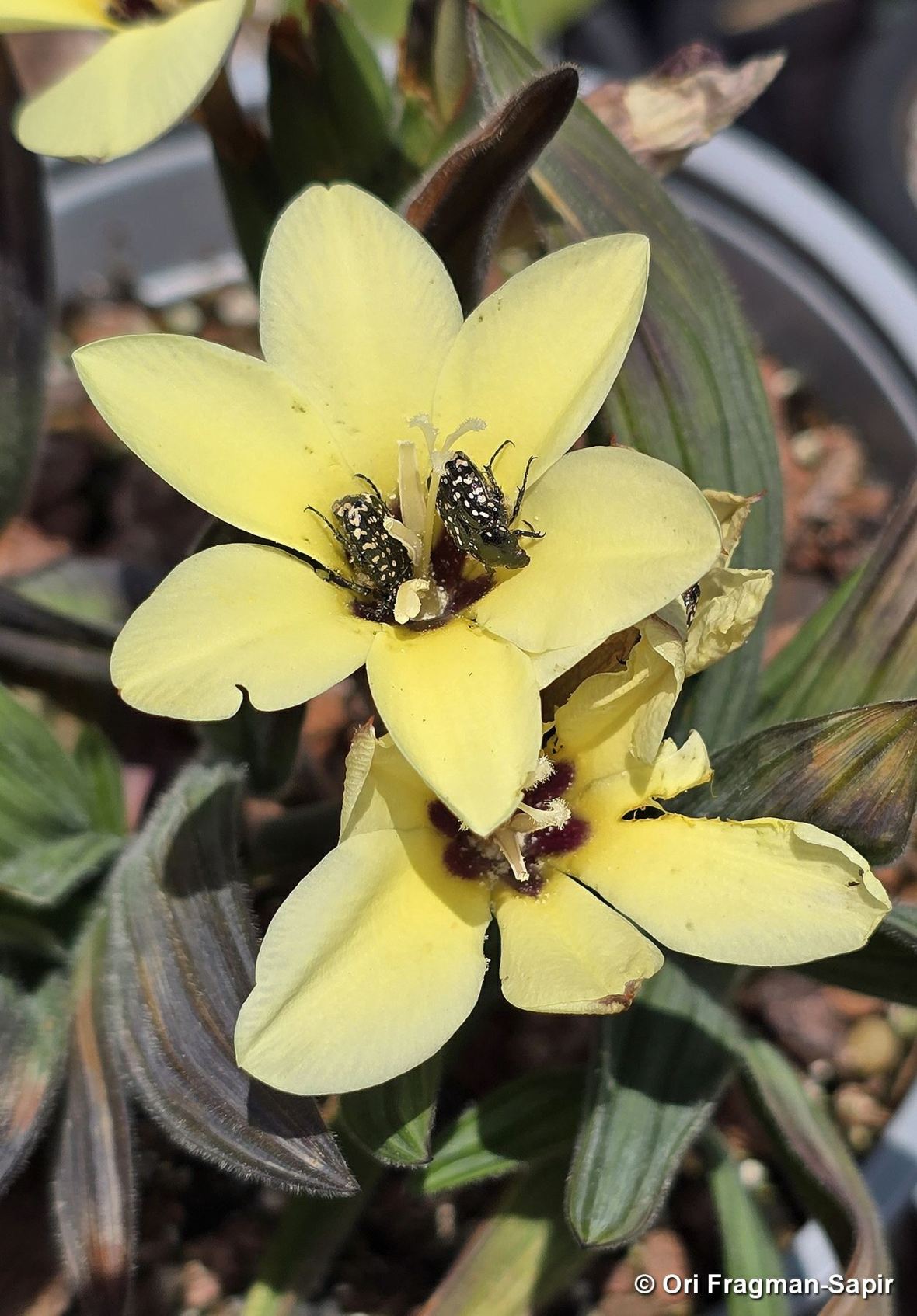 Babiana pygmaea