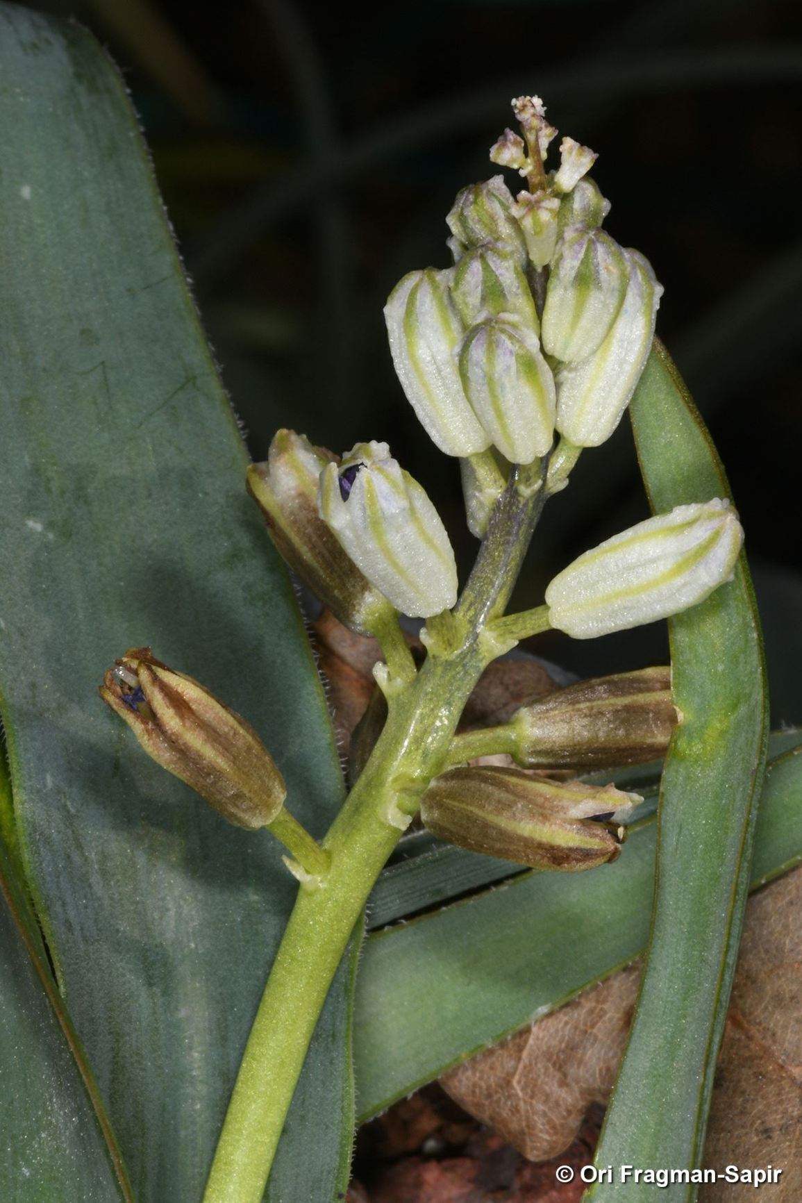 Bellevalia mosheovii