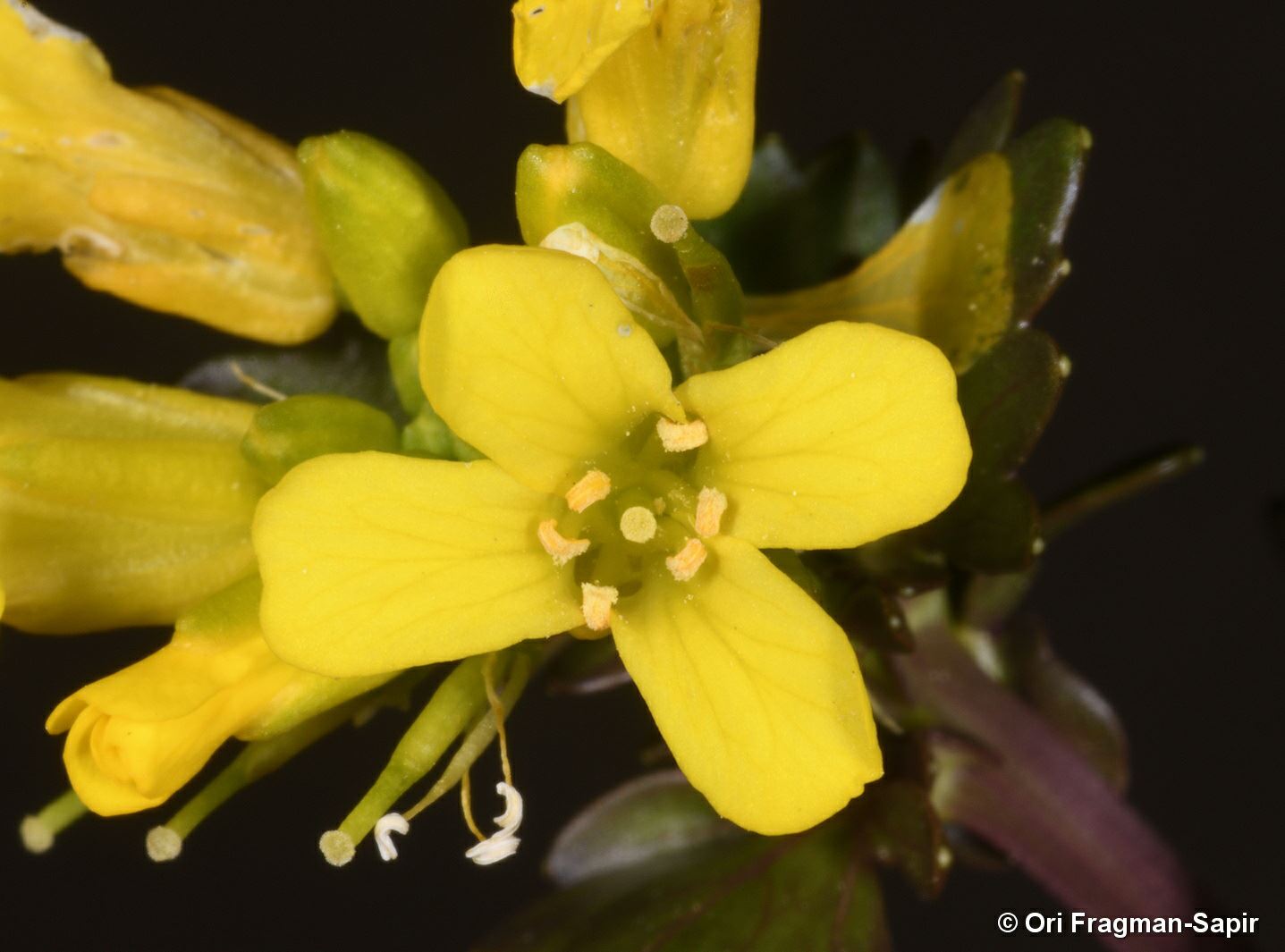 Barbarea brachycarpa