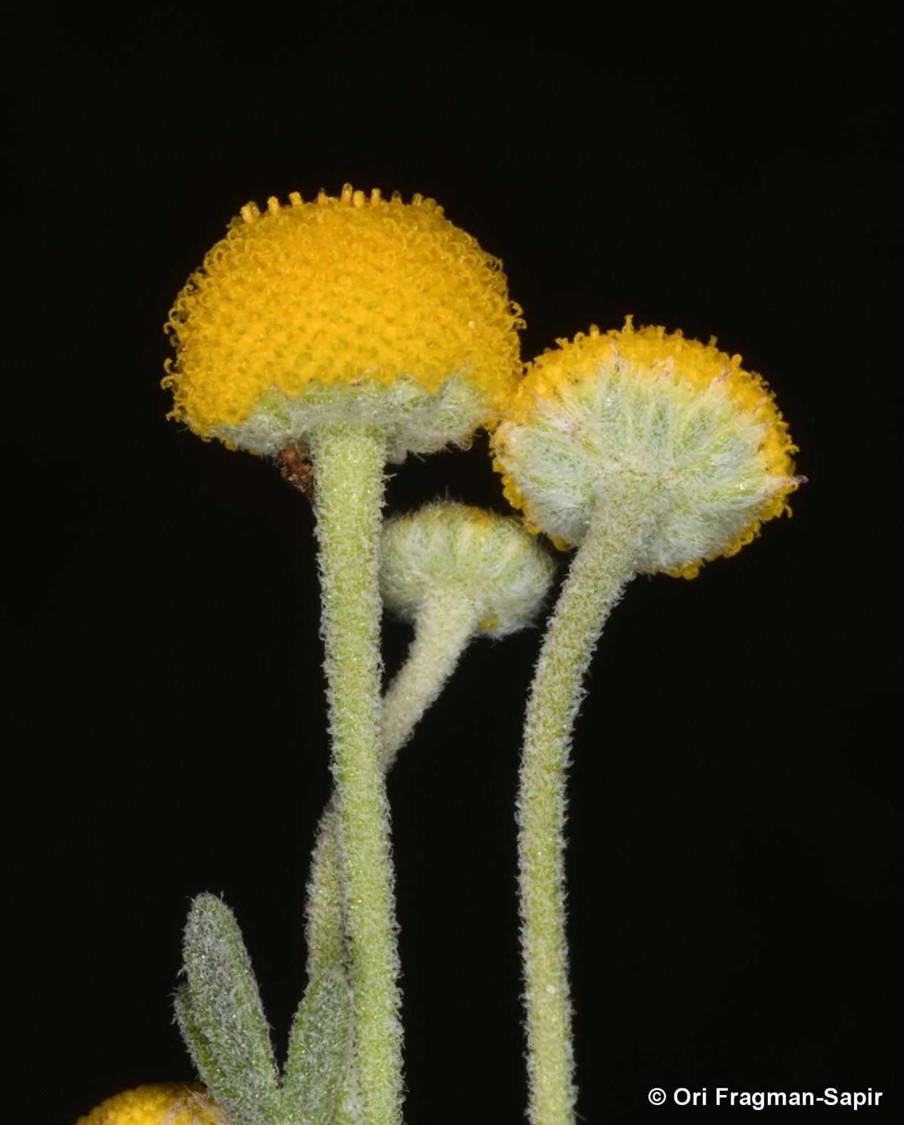 Brocchia cinerea