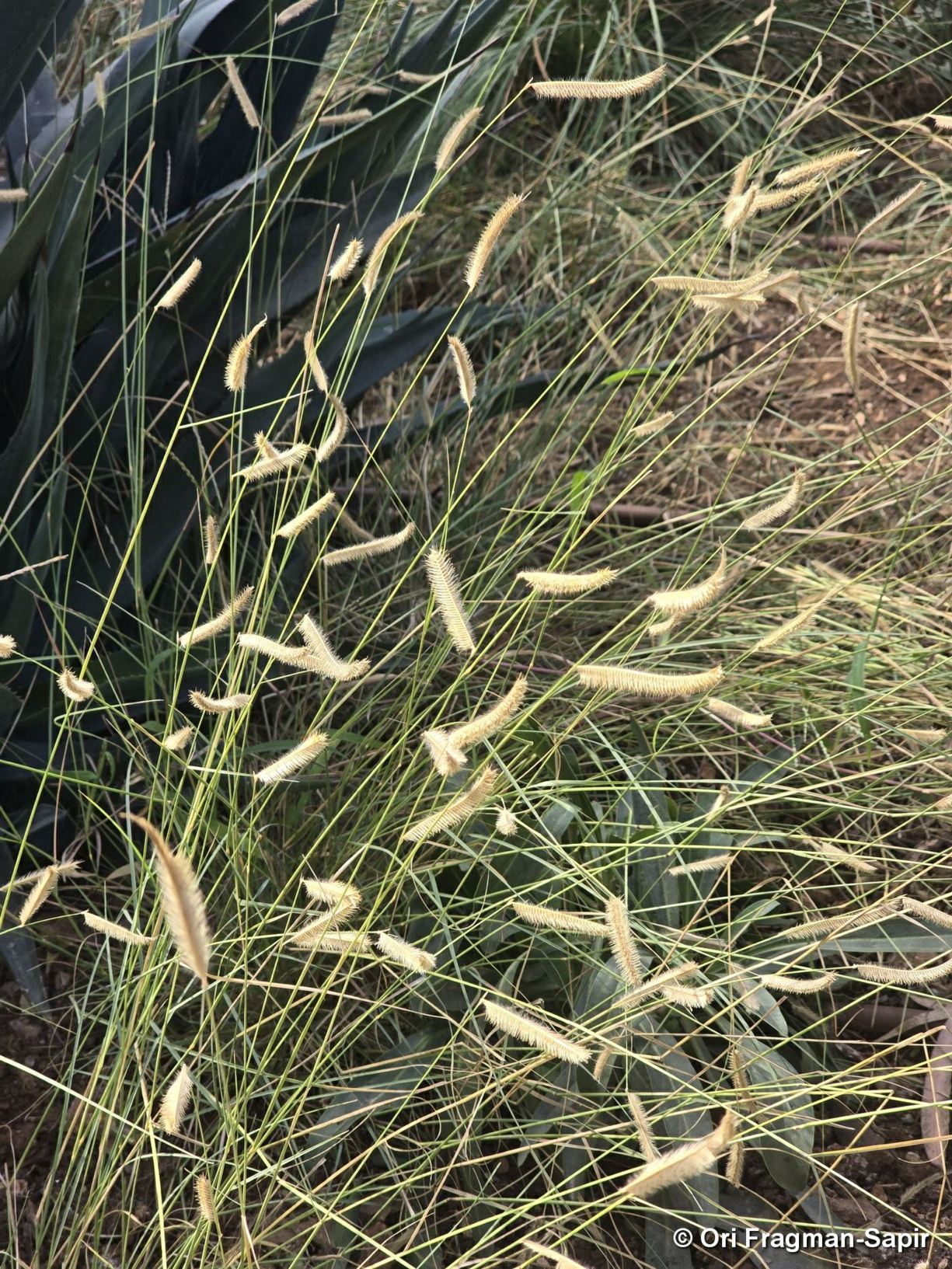 Bouteloua gracilis