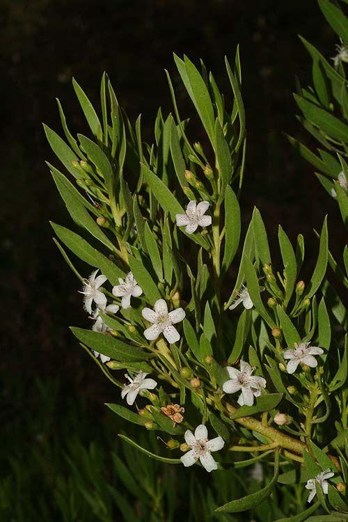 Myoporum parvifolium - Creeping Boobialla, Creeping Myoporum Dwarf Native, מיאופורון קטן-עלים, מיאופורון  קטן-עלים
