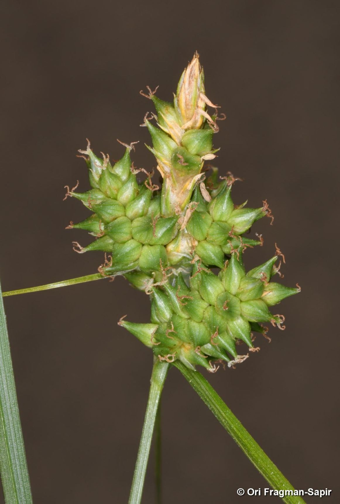 Carex extensa