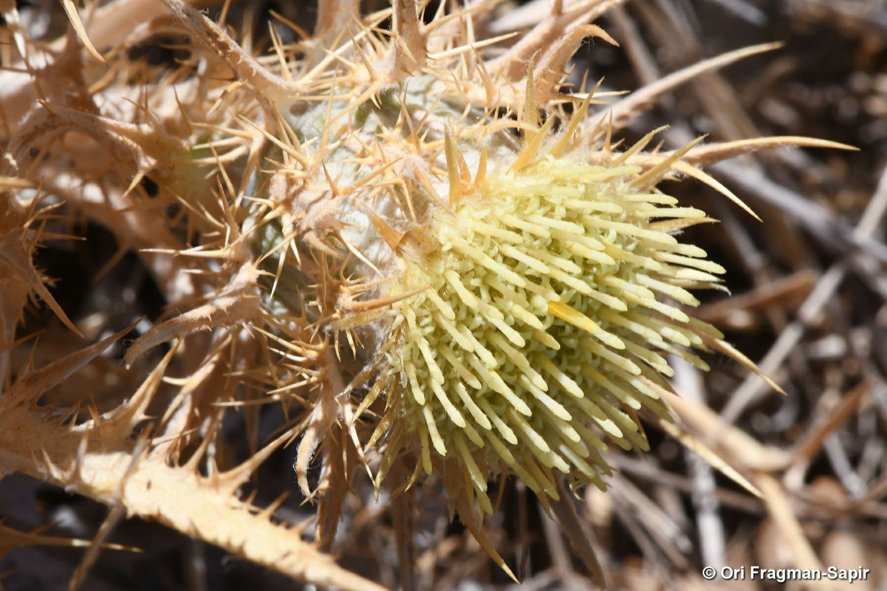 Carlina frigida