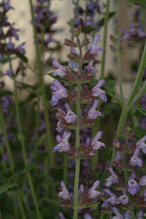 Salvia officinalis - Garden Sage, Common Sage, Culinary Sage, מרווה רפואית, מרווה רפואית