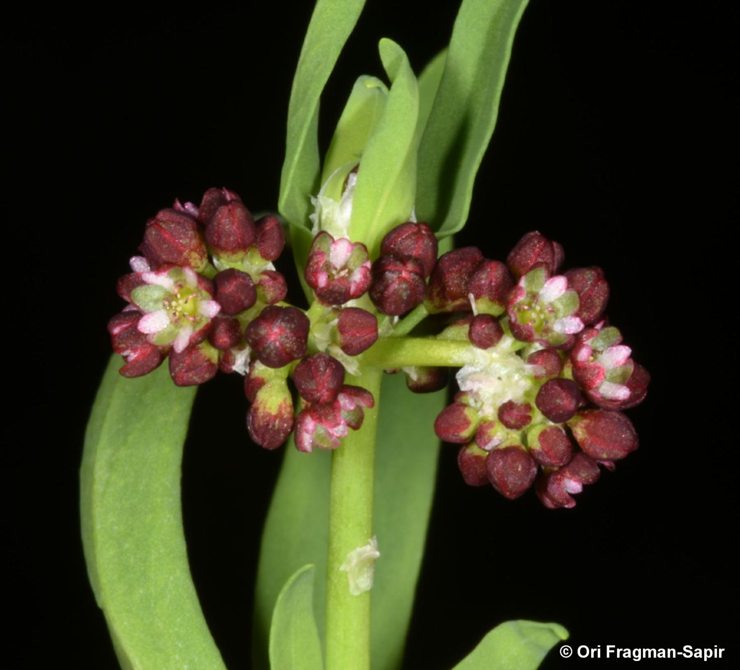 Corrigiola litoralis