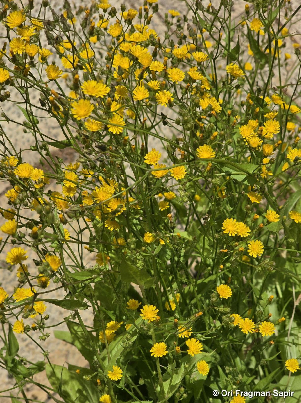 Crepis micrantha