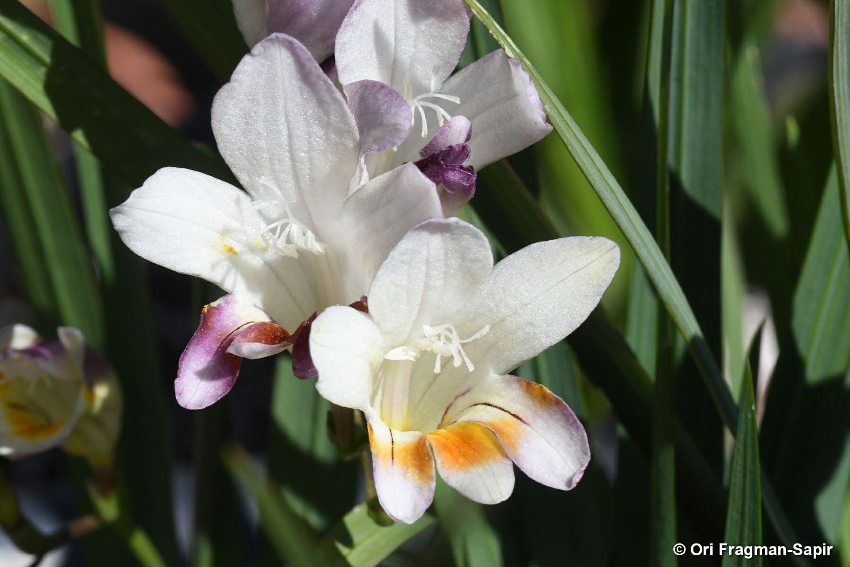 Freesia fucata