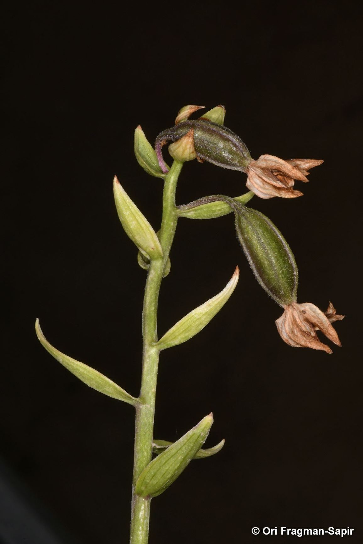 Epipactis veratrifolia subsp. oaseana