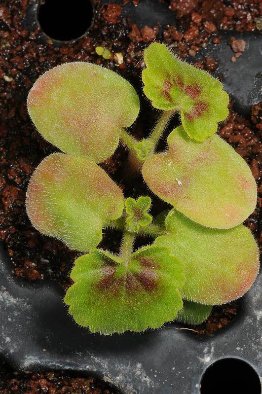Pelargonium 'F.W. Scarlet'